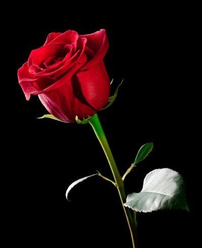 Hydreangia and 1 rose