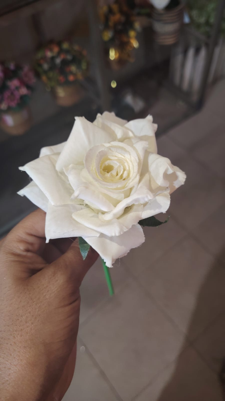 white single rose